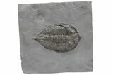 Dalmanites Trilobite Fossil - New York #219922-1